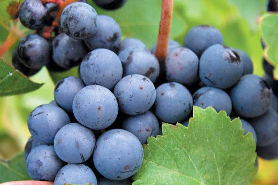 1.The origin of the development of Cabernet Sauvignon